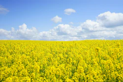 Yellow Flowers