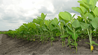 Young Soybeans In Field