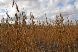 Soybeans Andrea