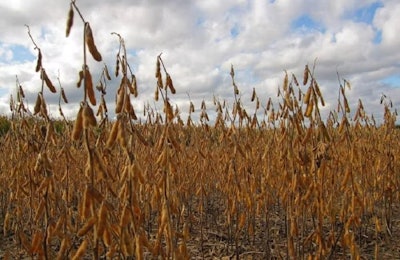 Soybeans Andrea