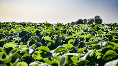 Sunny Soybean Field Growing
