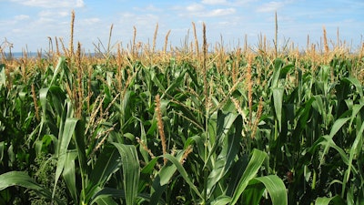 Corn Field Green Growing