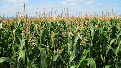 Corn Field Green Growing