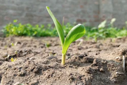 Corn Plant 6834492