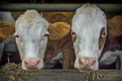 Cows Beef Fence Feed Pixabay