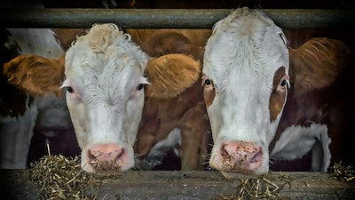 Cows Beef Fence Feed Pixabay