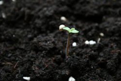 Offshot In The Soil 1376998