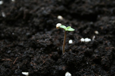 Offshot In The Soil 1376998