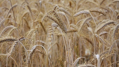 Ripe Wheat Field