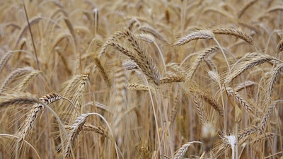Ripe Wheat Field