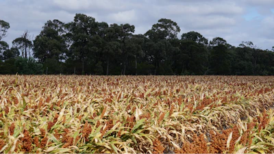 Sorghum 1568525 1280