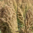 Sorghum Plant