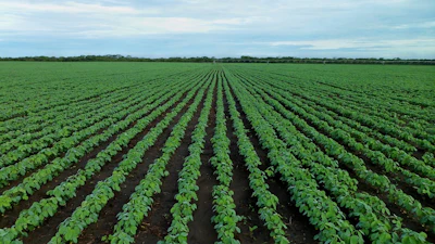 Soybean Field 1610754 1280