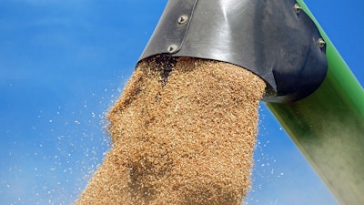 Wheat Conveyed During Harvest
