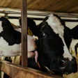 Dairy Cow Friends