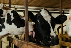Dairy Cow Friends