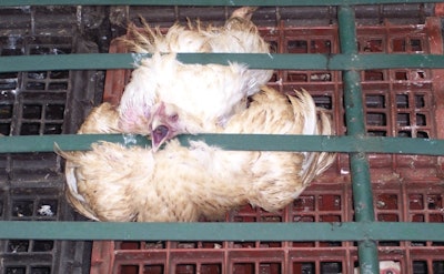 Without proper care during harvesting and caging, birds will either be completely lost, or their meat downgraded.