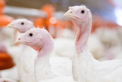 Turkeys Big Dutchman