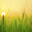 Barley Field Growing Pixabay