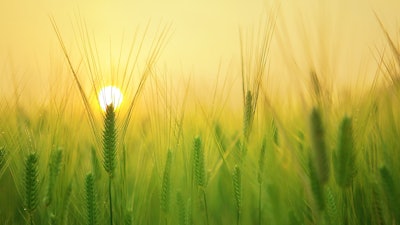 Barley Field Growing Pixabay