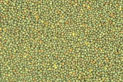 Canola Rapeseed
