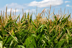 Corn Feild In Sun Pixabay