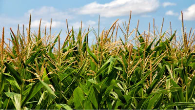 Corn Feild In Sun Pixabay