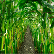 Corn Growing In Row