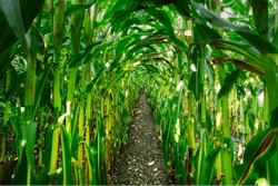 Corn Growing In Row