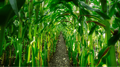 Corn Growing In Row