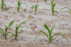 Cornfield 4240209 1280