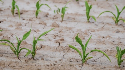 Cornfield 4240209 1280