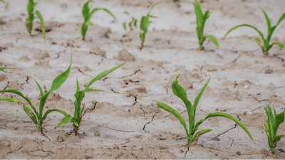 Cornfield 4240209 1280