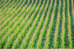 Cornfield 902877 1280