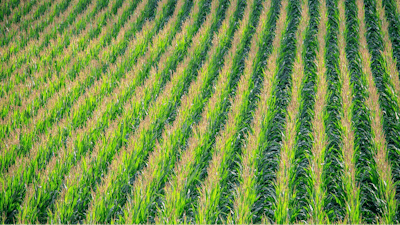 Cornfield 902877 1280