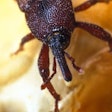 Fg maize Weevil