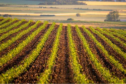 Field Corn Growing