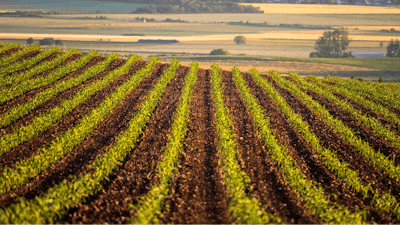 Field Corn Growing