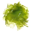 Green Algae