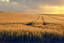 Nature Spring Grain Field