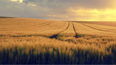 Nature Spring Grain Field