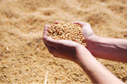 Soybeans Scouped From Pile Pixabay