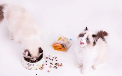 Vafo Group has acquired a majority stake in the Austrian company PetCo.