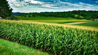 Wisconsin Corn Feild