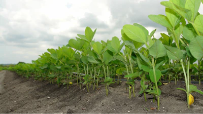 Young Soybeans In Field