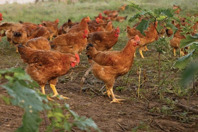 LaBelle Patrimoine is French for “The Beautiful Heritage;” these birds are slow growing, taking about twice as long to reach maturity as conventional birds.