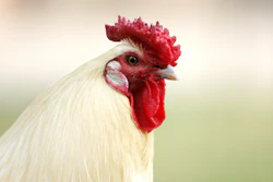 Rooster Closeup