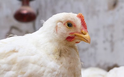 Broiler Iaroslav Konnikov Bigstock