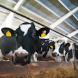 Bw Dairy Cows Eating1