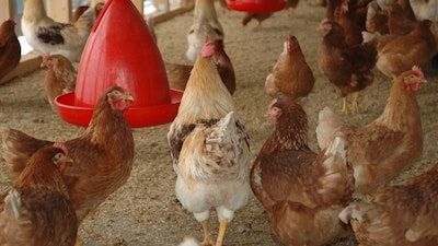 Chickens Near Feeder Coop Pixabay